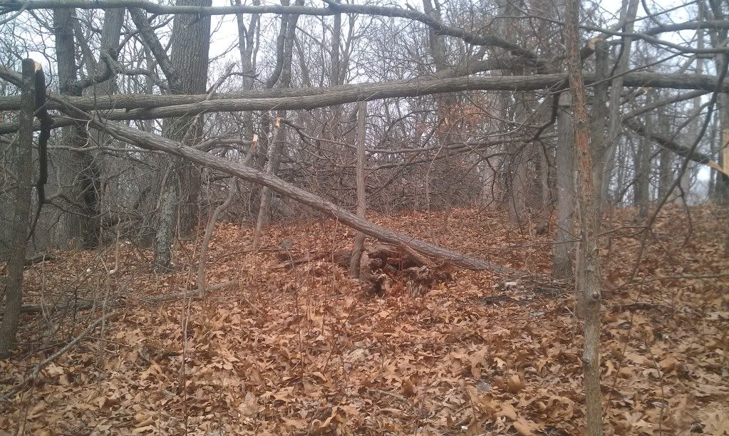 Creating deer bedding areas